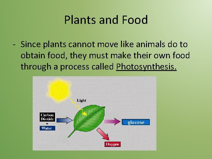 Plants and Food - Since plants cannot move like animals do to obtain food,