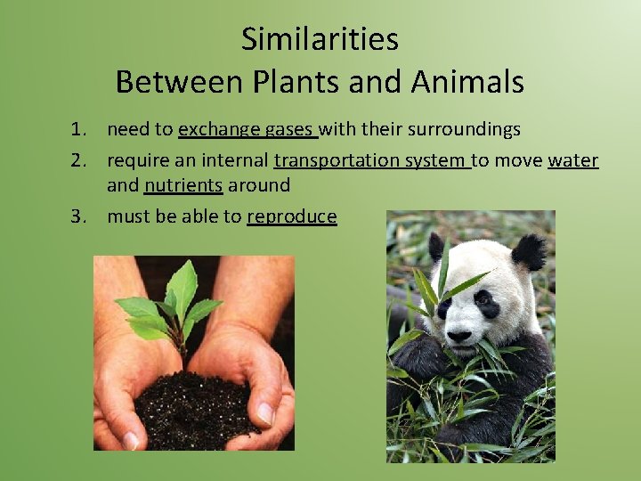 Similarities Between Plants and Animals 1. need to exchange gases with their surroundings 2.