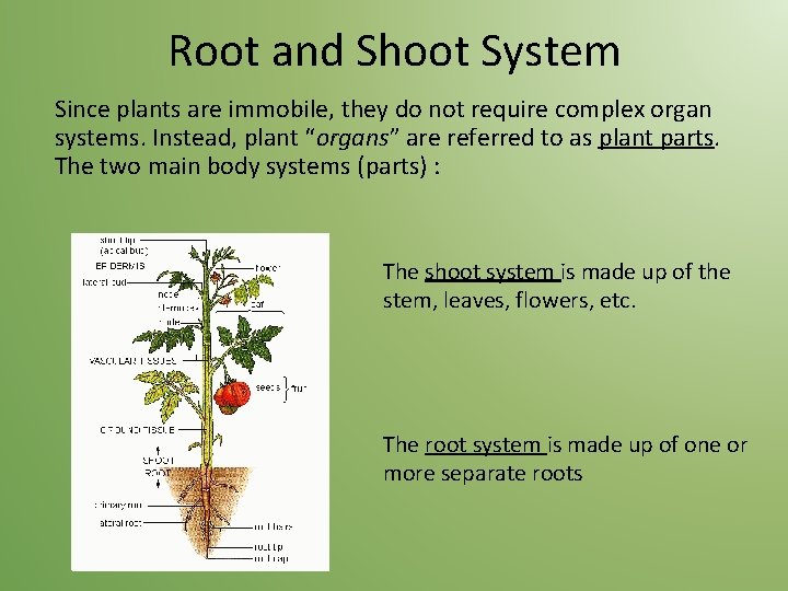Root and Shoot System Since plants are immobile, they do not require complex organ