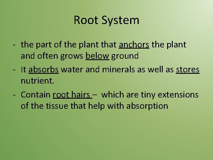 Root System - the part of the plant that anchors the plant and often