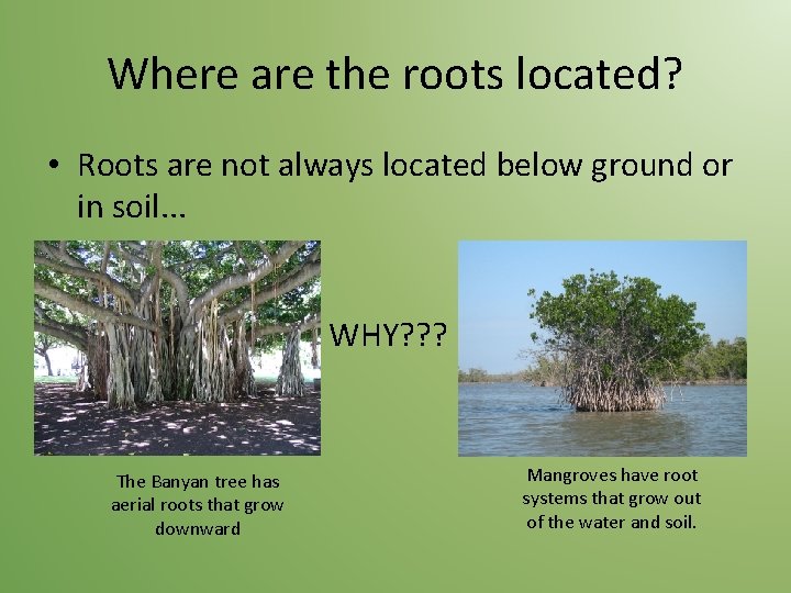 Where are the roots located? • Roots are not always located below ground or