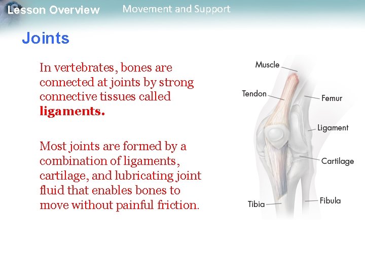 Lesson Overview Movement and Support Joints In vertebrates, bones are connected at joints by Lesson Overview Movement and Support Joints In vertebrates, bones are connected at joints by