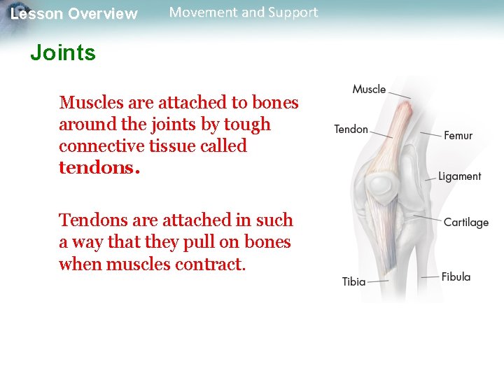 Lesson Overview Movement and Support Joints Muscles are attached to bones around the joints Lesson Overview Movement and Support Joints Muscles are attached to bones around the joints
