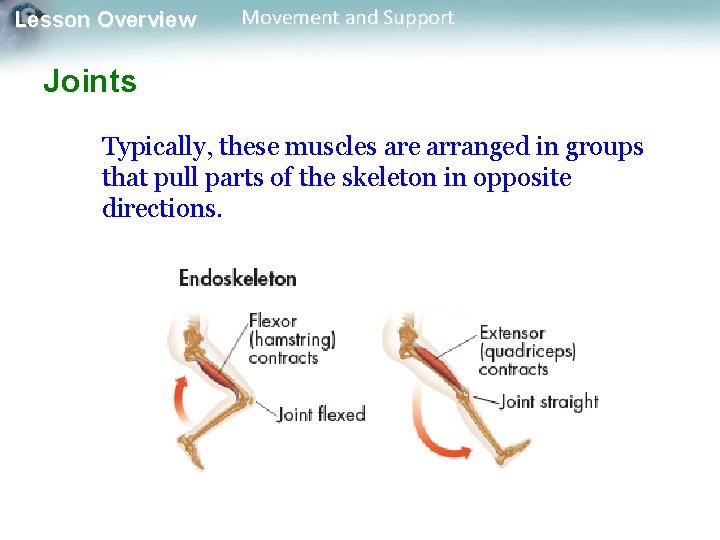 Lesson Overview Movement and Support Joints Typically, these muscles are arranged in groups that Lesson Overview Movement and Support Joints Typically, these muscles are arranged in groups that