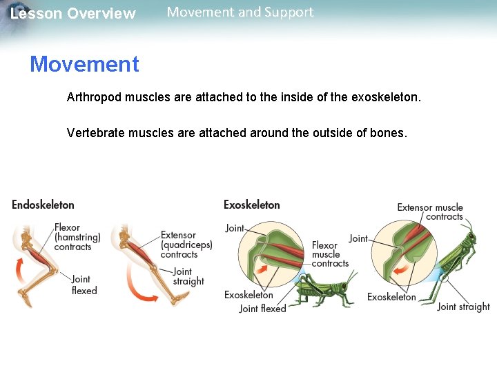 Lesson Overview Movement and Support Movement Arthropod muscles are attached to the inside of Lesson Overview Movement and Support Movement Arthropod muscles are attached to the inside of