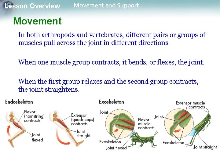 Lesson Overview Movement and Support Movement In both arthropods and vertebrates, different pairs or Lesson Overview Movement and Support Movement In both arthropods and vertebrates, different pairs or