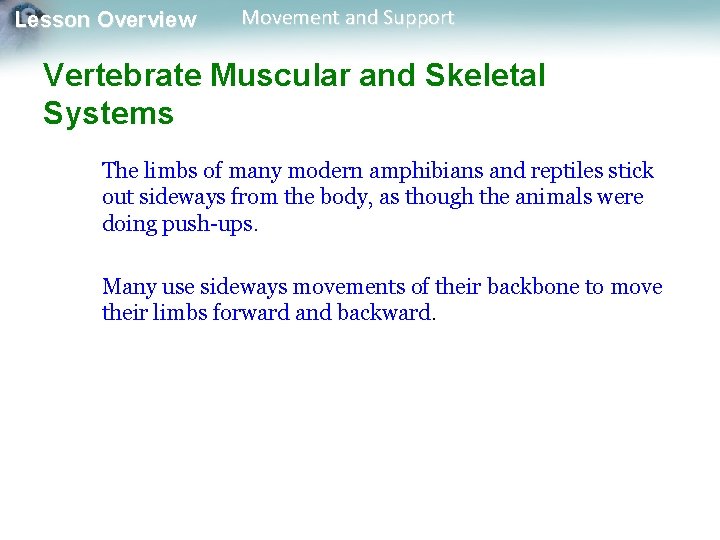 Lesson Overview Movement and Support Vertebrate Muscular and Skeletal Systems The limbs of many Lesson Overview Movement and Support Vertebrate Muscular and Skeletal Systems The limbs of many