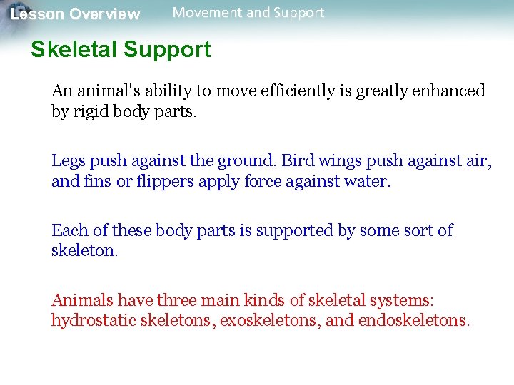 Lesson Overview Movement and Support Skeletal Support An animal’s ability to move efficiently is Lesson Overview Movement and Support Skeletal Support An animal’s ability to move efficiently is