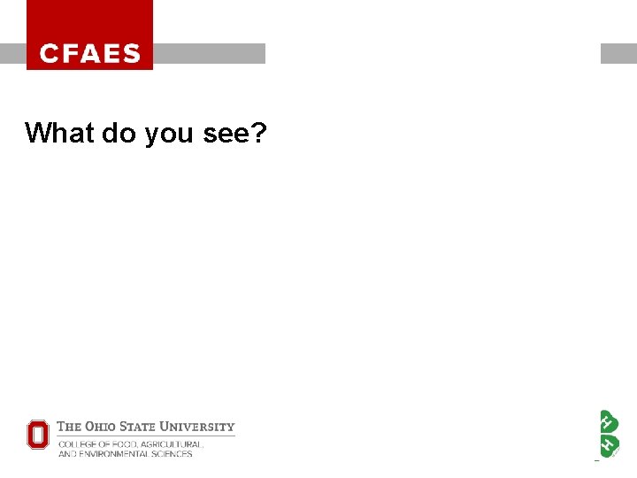 OHIO STATE UNIVERSITY EXTENSION What do you see? OHIO STATE UNIVERSITY EXTENSION What do you see?