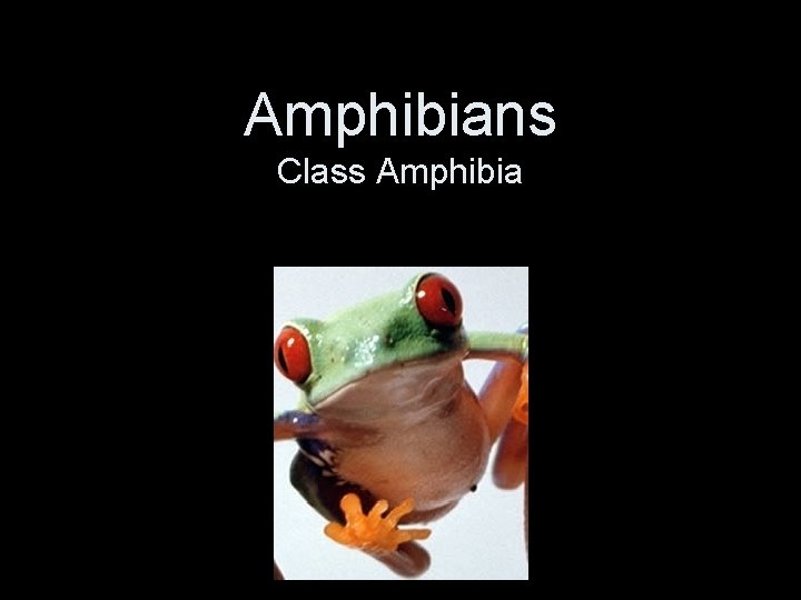 Amphibians Class Amphibia 