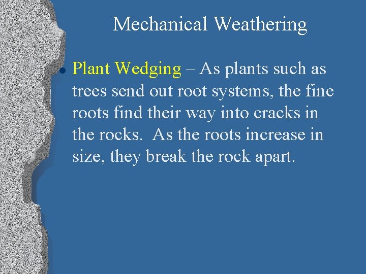 Mechanical Weathering l Plant Wedging – As plants such as trees send out root