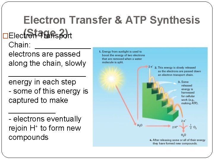 Electron Transfer & ATP Synthesis (Stage 2) �Electron Transport Chain: _______ electrons are passed