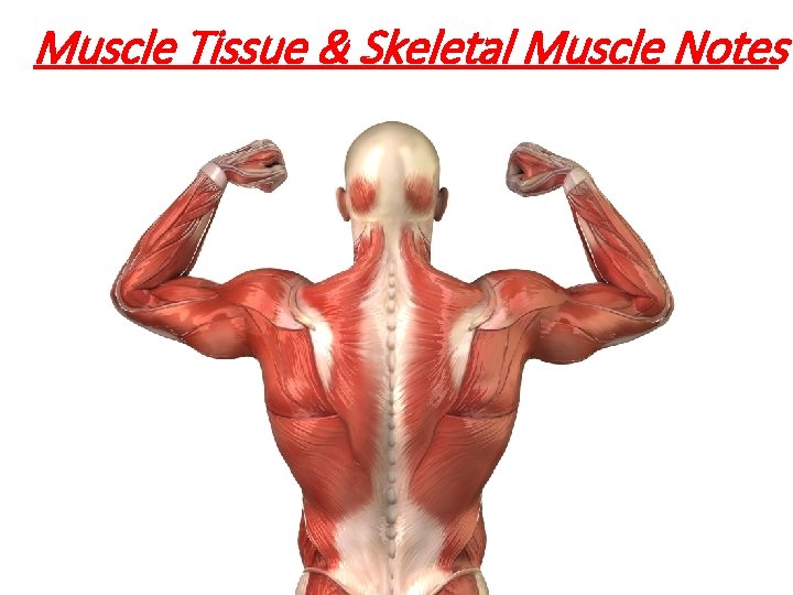 Muscle Tissue & Skeletal Muscle Notes 