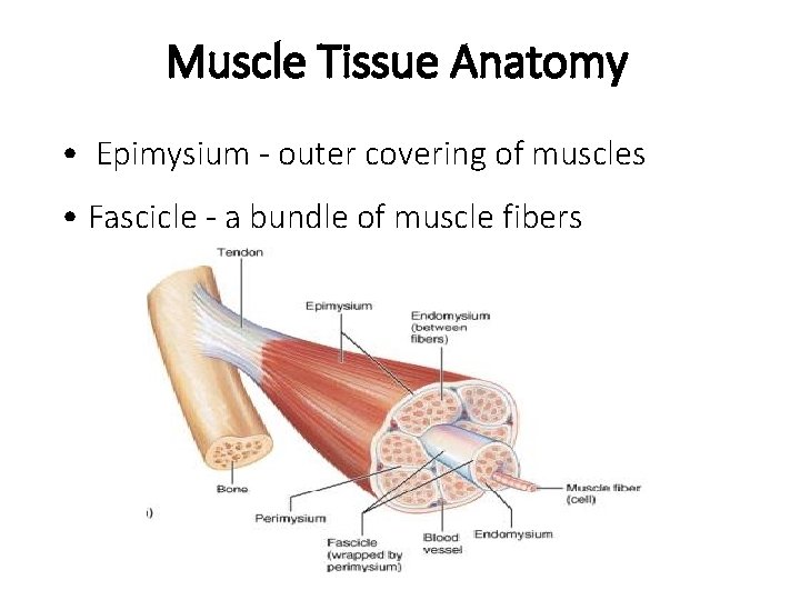 Muscle Tissue Anatomy • Epimysium - outer covering of muscles • Fascicle - a