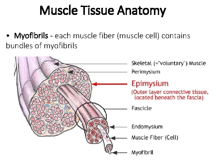 Muscle Tissue Anatomy • Myofibrils - each muscle fiber (muscle cell) contains bundles of