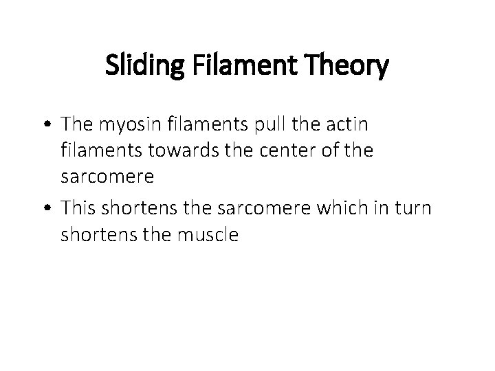 Sliding Filament Theory • The myosin filaments pull the actin filaments towards the center