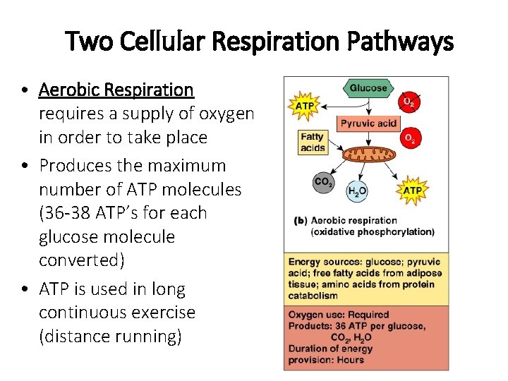 Two Cellular Respiration Pathways • Aerobic Respiration requires a supply of oxygen in order