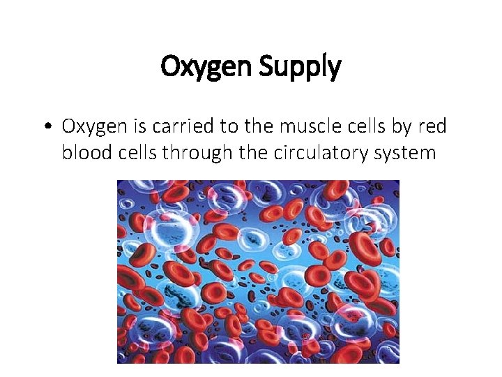 Oxygen Supply • Oxygen is carried to the muscle cells by red blood cells