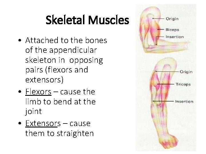 Skeletal Muscles • Attached to the bones of the appendicular skeleton in opposing pairs