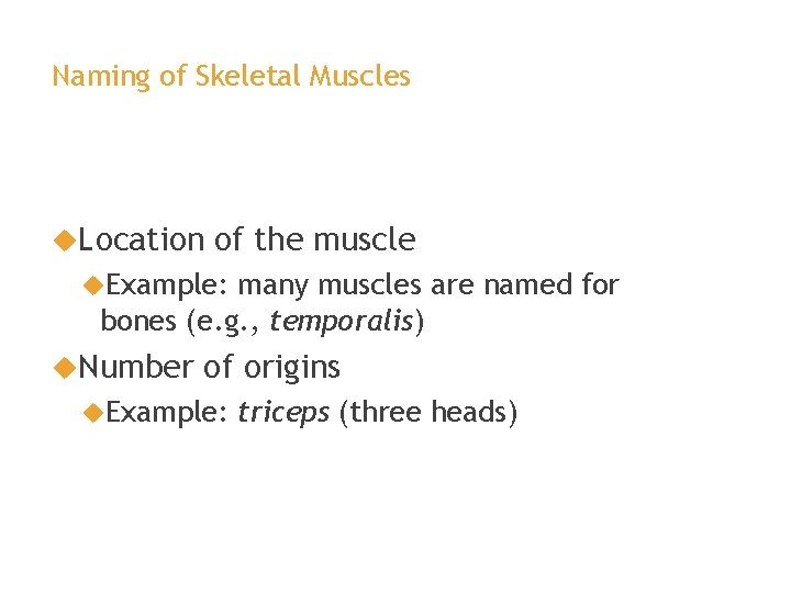 Naming of Skeletal Muscles Location of the muscle Example: many muscles are named for