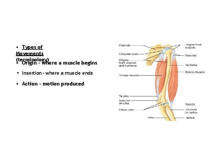  • Types of Movements (terminology) • Origin - where a muscle begins •