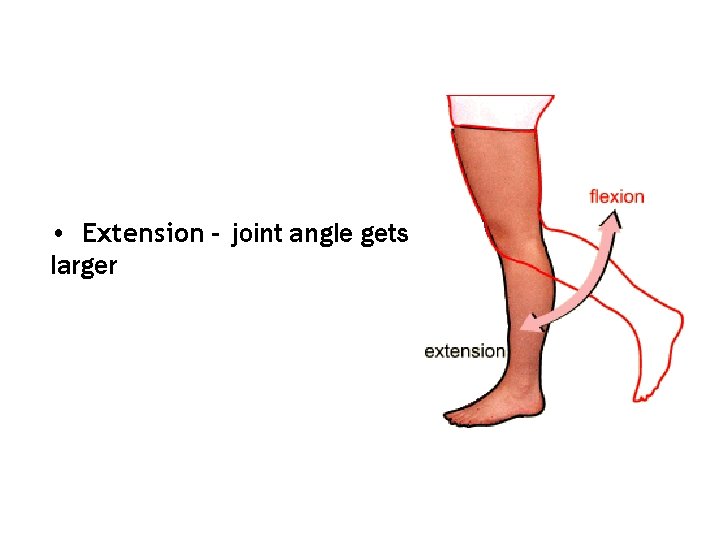  • Extension - joint angle gets larger 