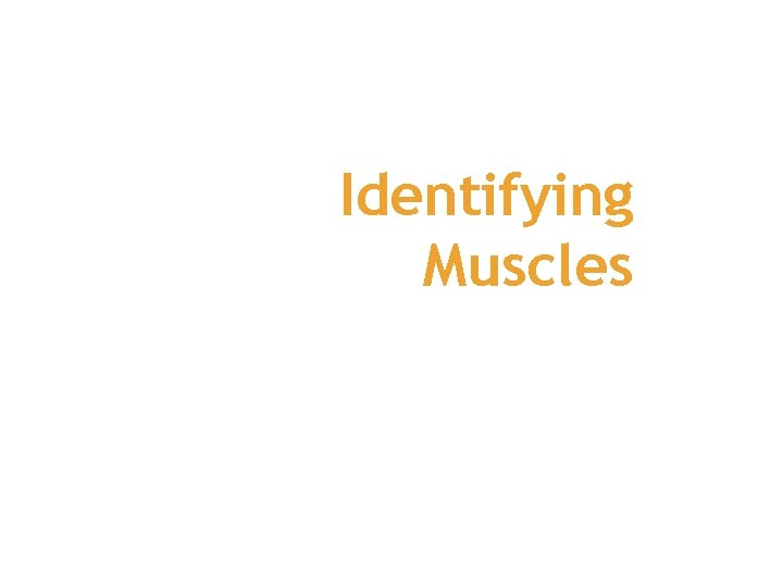 Identifying Muscles 