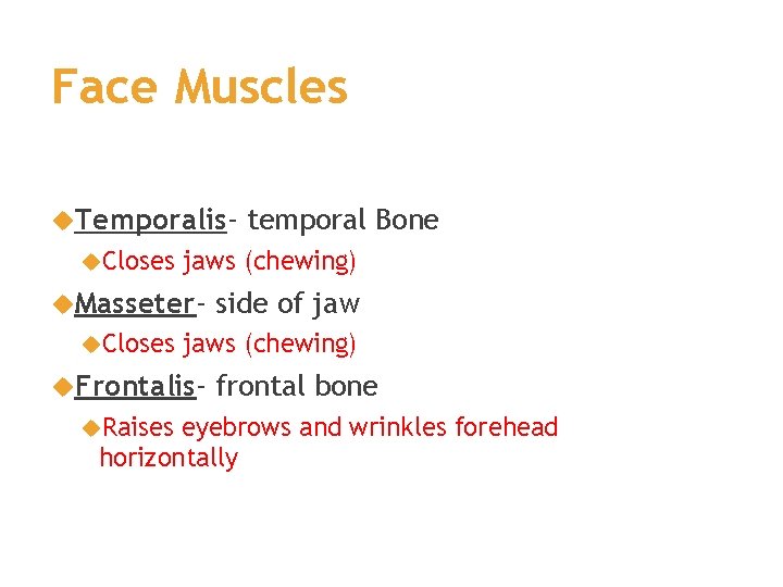 Face Muscles Temporalis Closes jaws (chewing) Masseter Closes side of jaws (chewing) Frontalis Raises