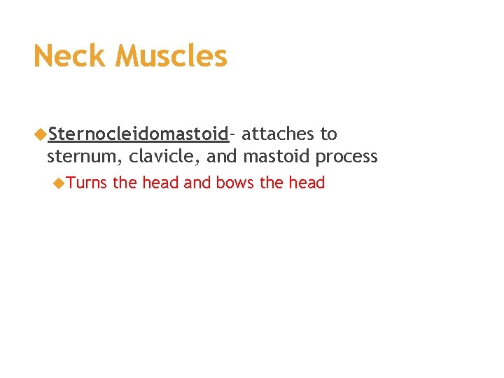 Neck Muscles Sternocleidomastoid- attaches to sternum, clavicle, and mastoid process Turns the head and