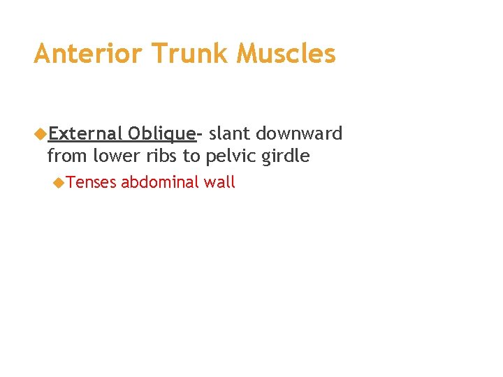 Anterior Trunk Muscles External Oblique- slant downward from lower ribs to pelvic girdle Tenses