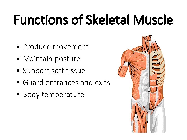 Functions of Skeletal Muscle • • • Produce movement Maintain posture Support soft tissue