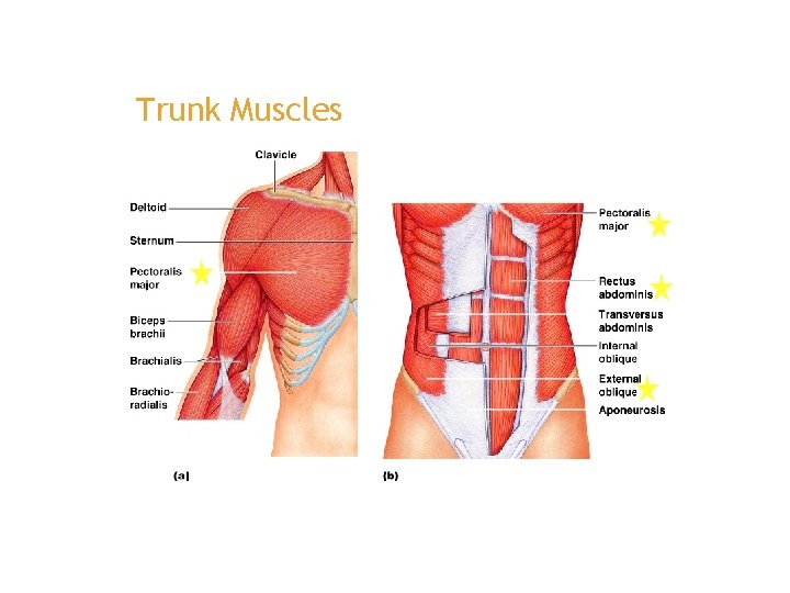 Trunk Muscles 