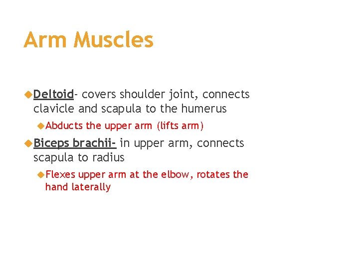 Arm Muscles Deltoid- covers shoulder joint, connects clavicle and scapula to the humerus Abducts