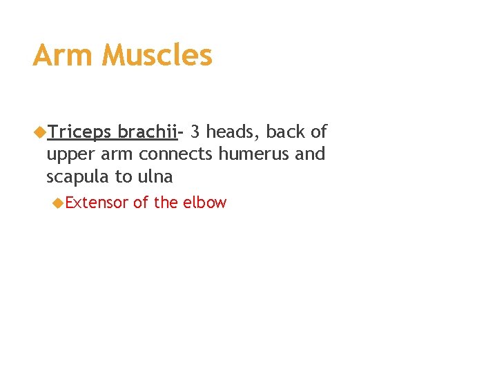 Arm Muscles Triceps brachii- 3 heads, back of upper arm connects humerus and scapula