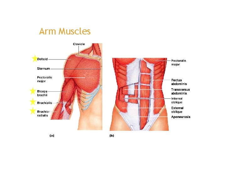 Arm Muscles 