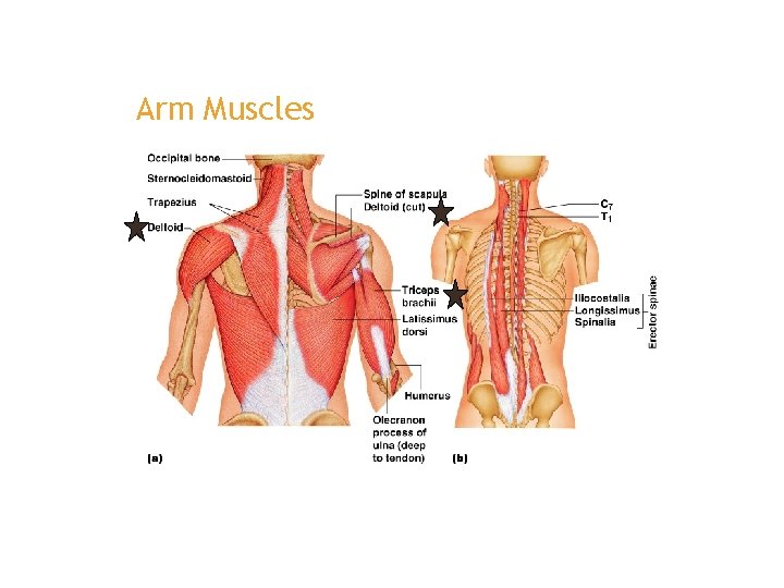 Arm Muscles 