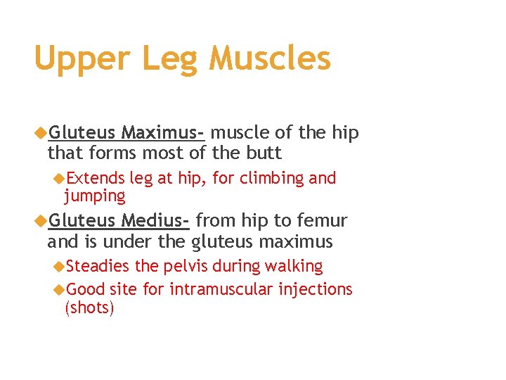 Upper Leg Muscles Gluteus Maximus- muscle of the hip that forms most of the