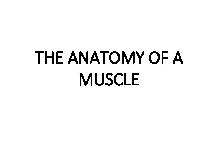 THE ANATOMY OF A MUSCLE 