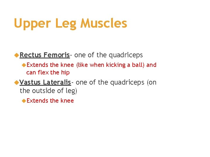 Upper Leg Muscles Rectus Femoris- one of the quadriceps Extends the knee (like when