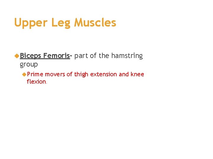 Upper Leg Muscles Biceps Femoris- part of the hamstring group Prime movers of thigh