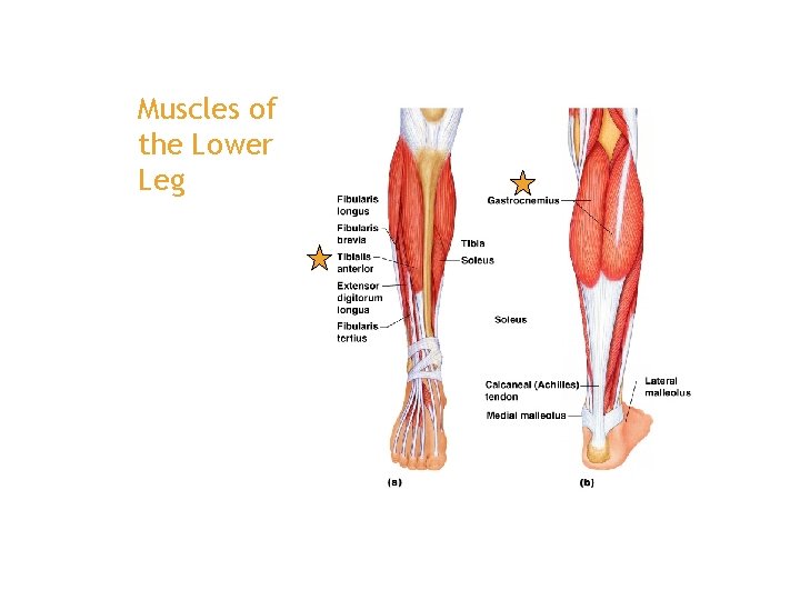 Muscles of the Lower Leg 