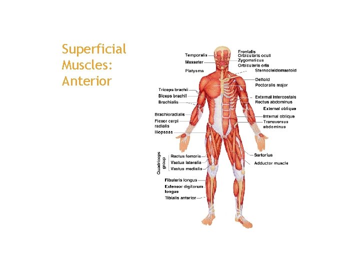 Superficial Muscles: Anterior 