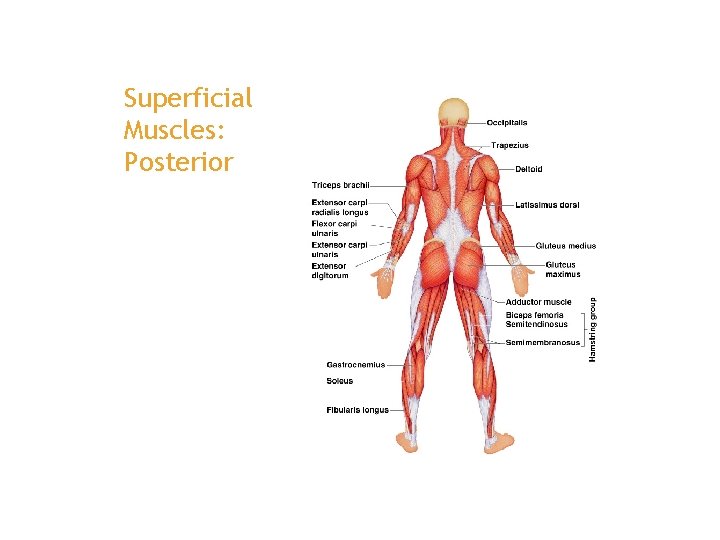 Superficial Muscles: Posterior 