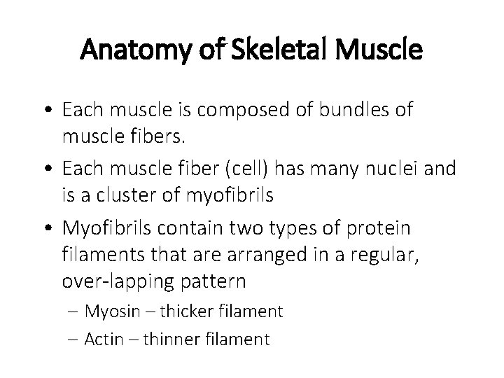 Anatomy of Skeletal Muscle • Each muscle is composed of bundles of muscle fibers.