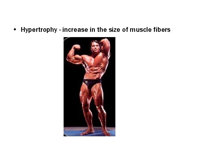  • Hypertrophy - increase in the size of muscle fibers 