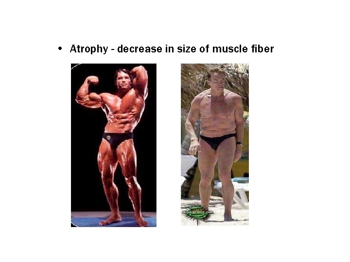  • Atrophy - decrease in size of muscle fiber 