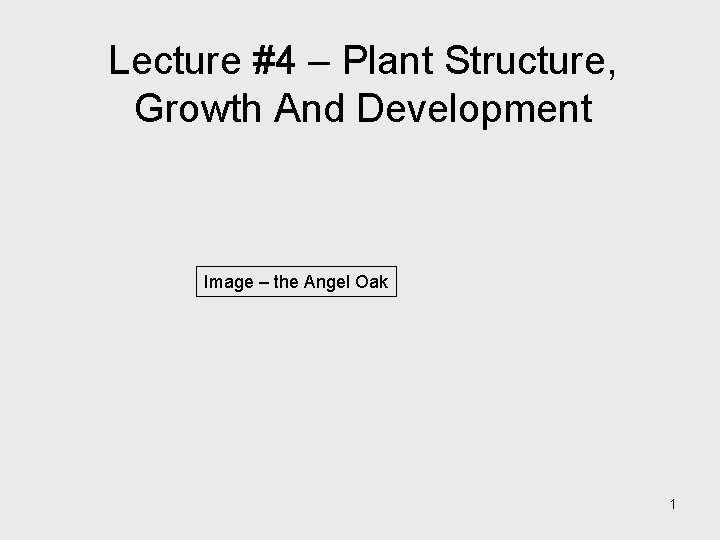 Lecture #4 – Plant Structure, Growth And Development Image – the Angel Oak 1 Lecture #4 – Plant Structure, Growth And Development Image – the Angel Oak 1