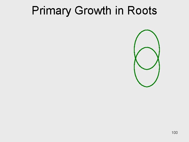 Primary Growth in Roots 100 Primary Growth in Roots 100