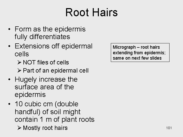 Root Hairs • Form as the epidermis fully differentiates • Extensions off epidermal cells Root Hairs • Form as the epidermis fully differentiates • Extensions off epidermal cells