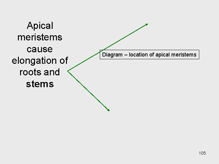 Apical meristems cause elongation of roots and stems Diagram – location of apical meristems Apical meristems cause elongation of roots and stems Diagram – location of apical meristems